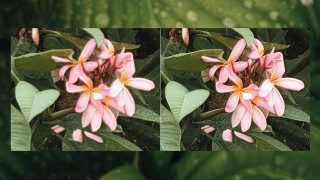 手机抓拍照片　即時高清呈現